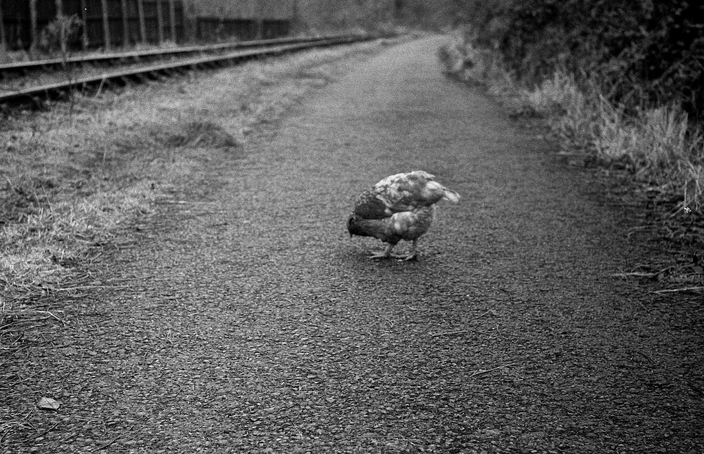 Zorki 4k- HP5 - ilfotec DDX img012