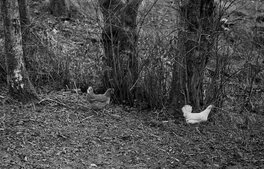 Zorki 4k- HP5 - ilfotec DDX img016