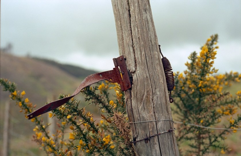 Nikon F80 - Kodak Ektar img015