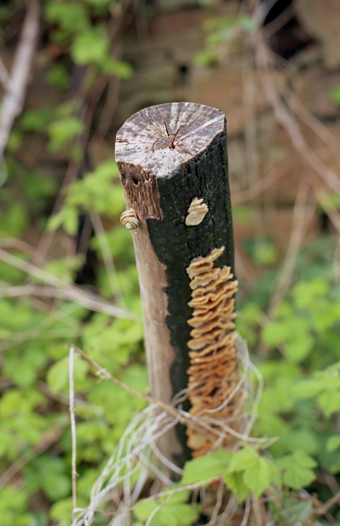 Nikon F80 - Kodak Ektar img019