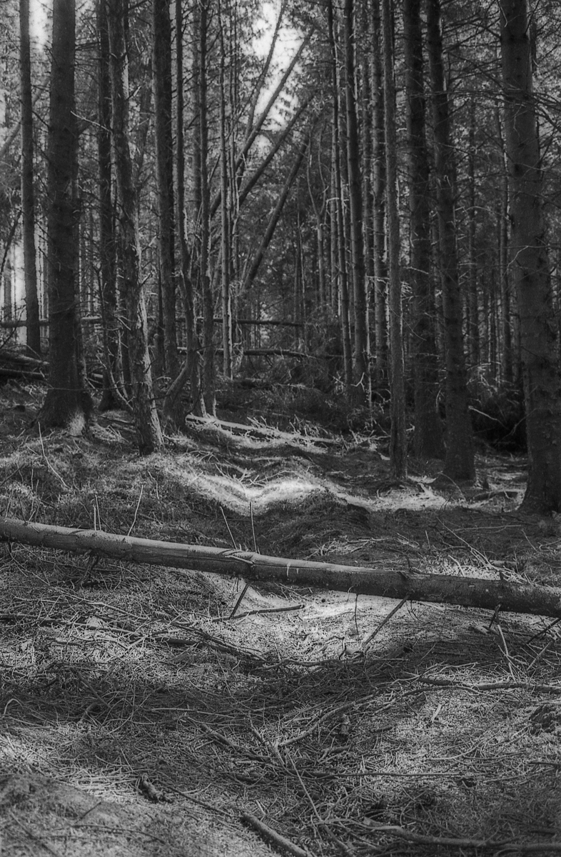 TimDobbsPhotography-4009