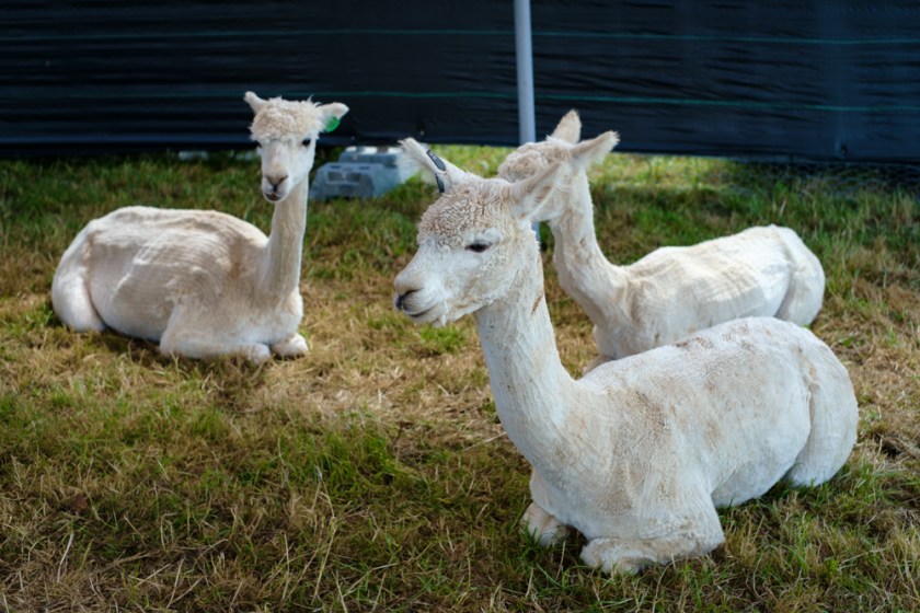 Fuji Xpro1-1155-Edit-Edit