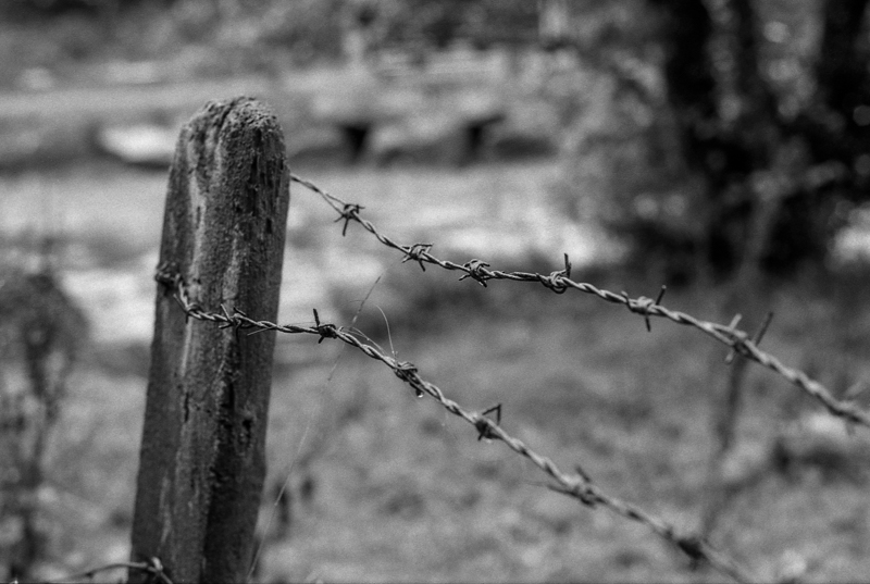 52 Rolls - week 32--8