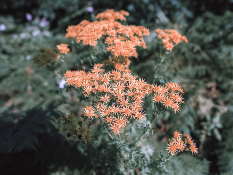 52-rolls-week-33-007