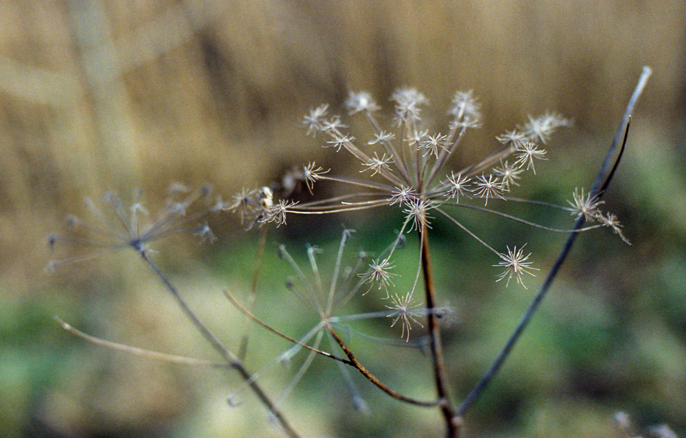 1st roll of Kodak Portra 400VC in 35mm format&nbsp;…