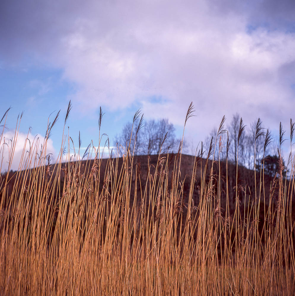 Yashicamat124G_Provia100F001