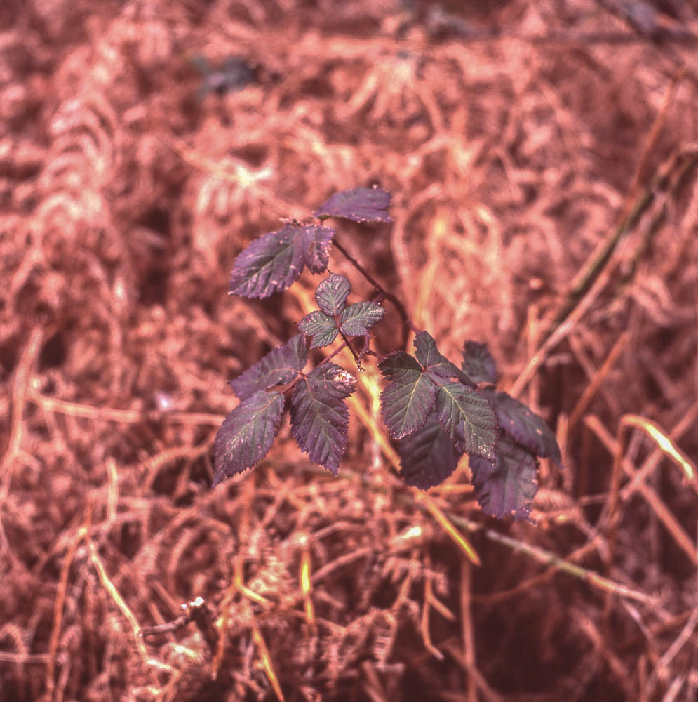 Yashicamat124G_Provia100F003