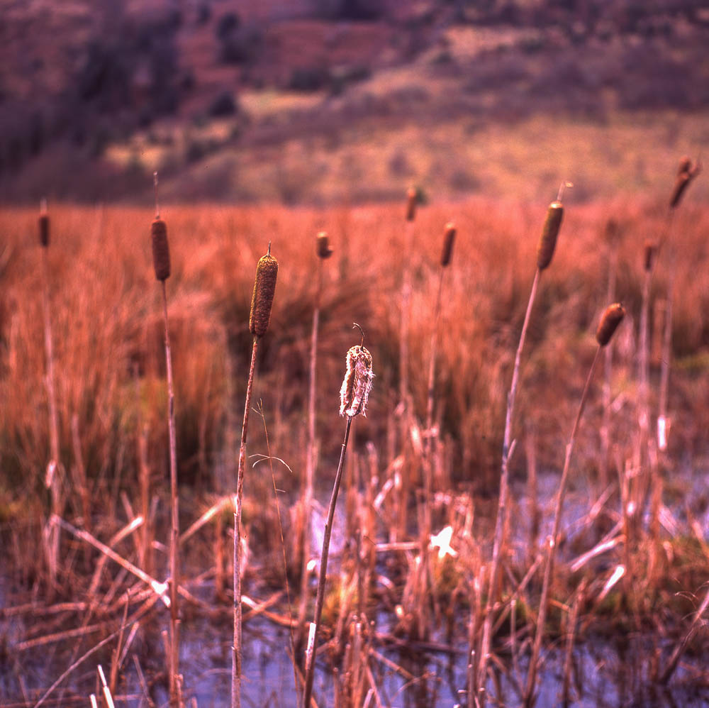 Yashicamat124G_Provia100F005