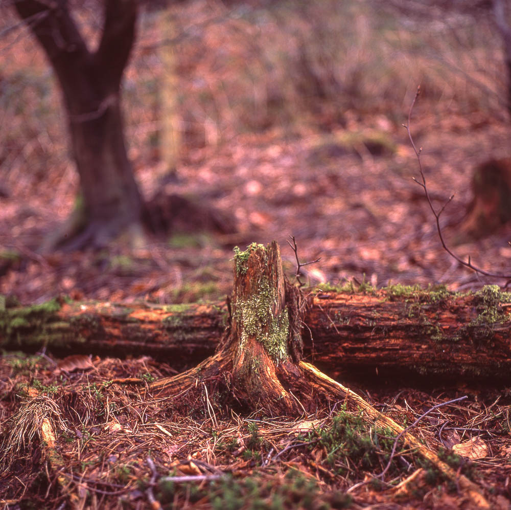 Yashicamat124G_Provia100F010