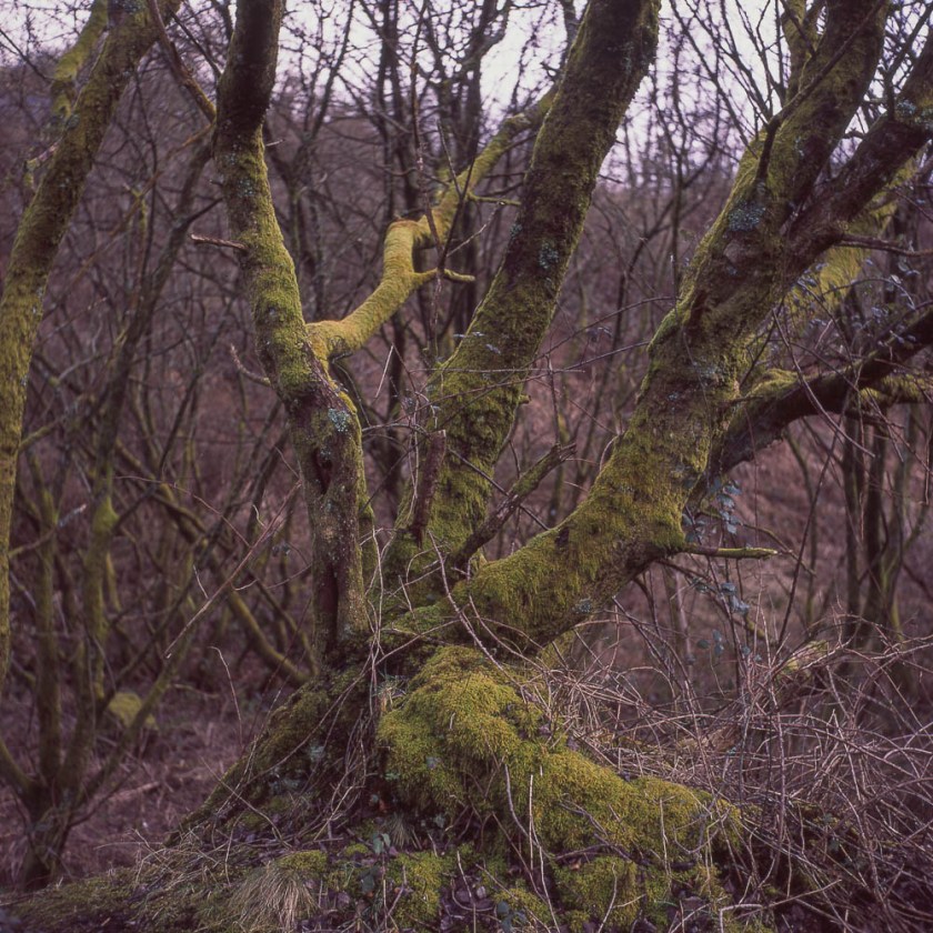 Yashicamat124G_Provia100F012