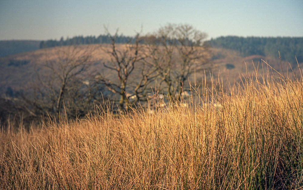 Leica M2 - 7 Artisans - Kodak Ektar020