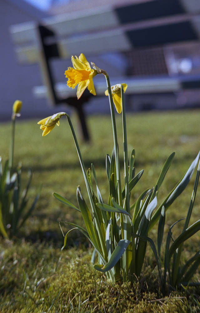 Leica M2 - 7 Artisans - Kodak Ektar032