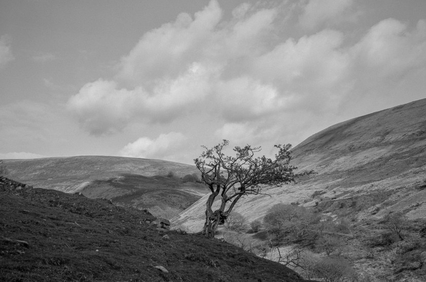 Fuji GW690iii - ilford HP5008