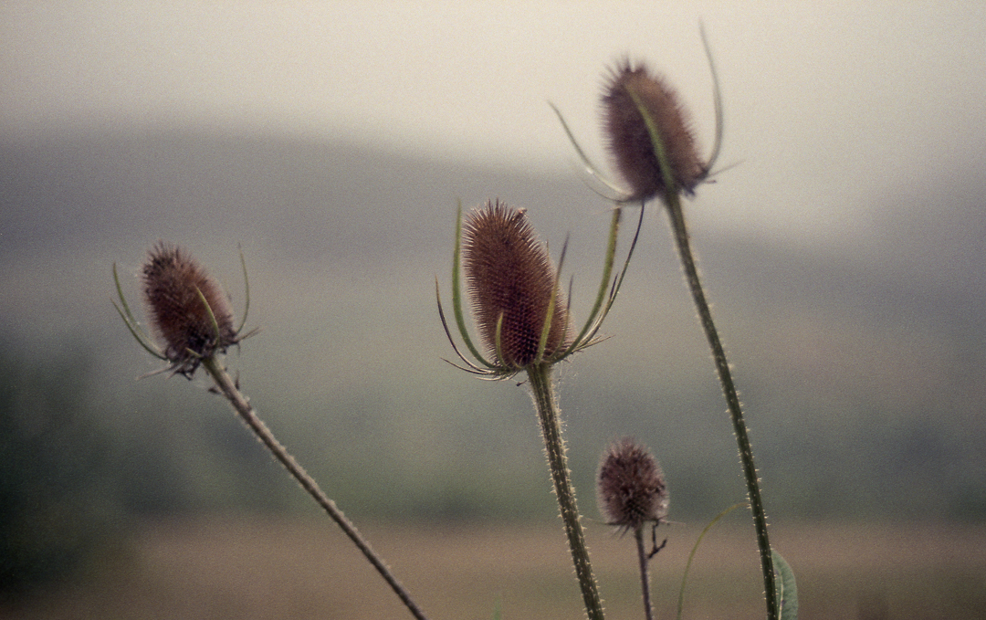 KonicaTC_AgfaVista400_013