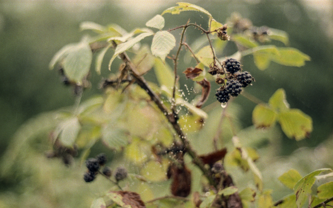 KonicaTC_AgfaVista400_030