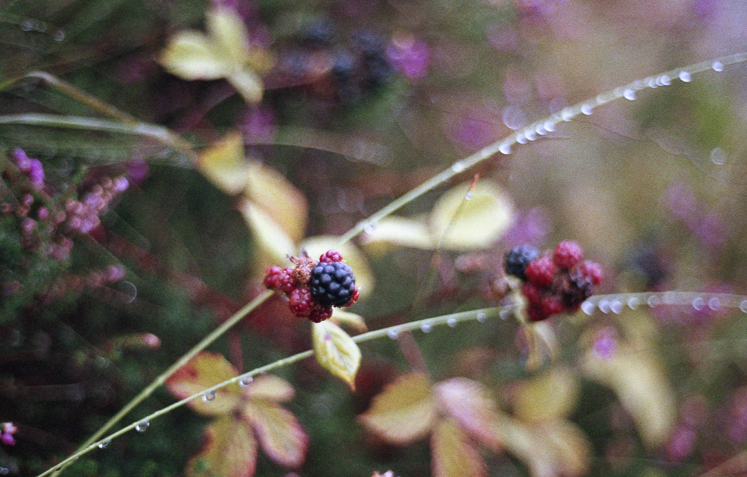 KonicaTC_AgfaVista400_031