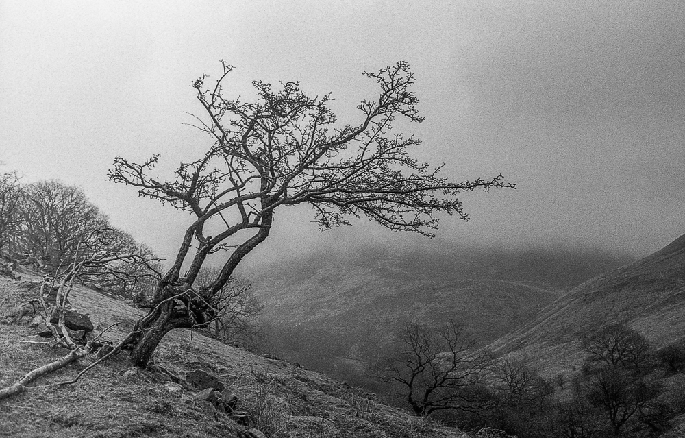 Fomapan 400, Canon AV1 and infosol 3&nbsp;….